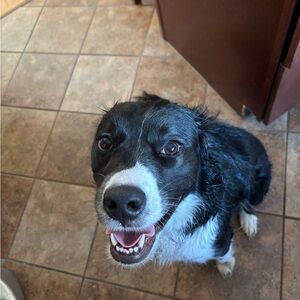 Meet your Posher, Sofia